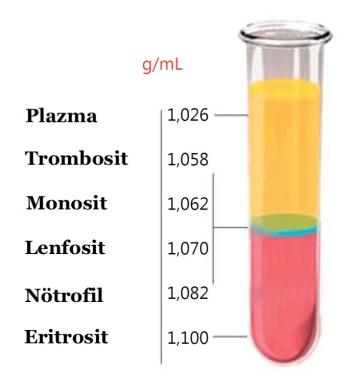 PRP (Trombositten Zengin Plazma) Nedir?